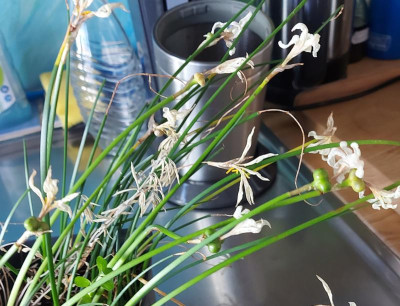 Zephyranthes candida seeds.jpg