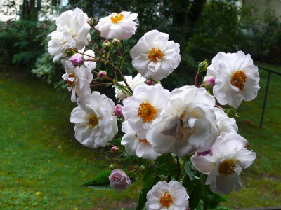 P1180437.JPG