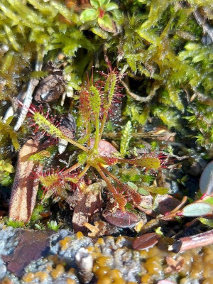 Drosera linearis 2023 1jahr.jpg