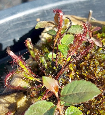 Drosera linearis blühreif Aussaat 2022.jpg