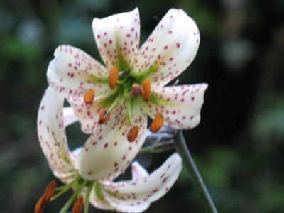 Lilie_martagon_alba_5.JPG