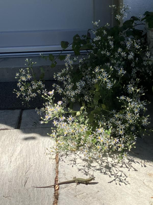 IMG_0482.jpeg