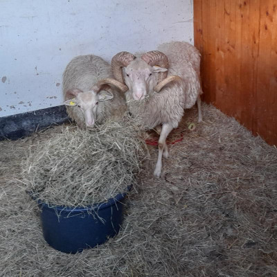 helgemitasulieferungsbock.jpg
