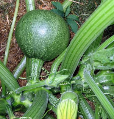 Zucchini08rund.jpg