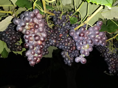 Muscat nay 20230831.jpeg
