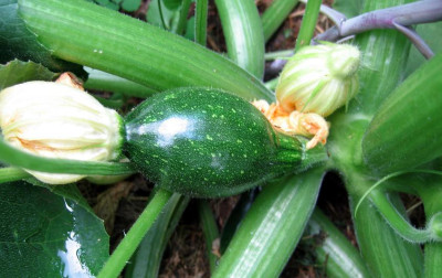 Zucchini08gruen.jpg