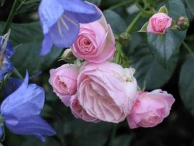 Bouquet_Parfait_mit_Campanula_persicifolia.JPG