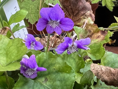2023-09-03 Viola rostr. var. jap.jpg