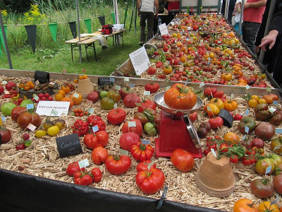 IMG_0902_Tomatenfestival_Eberswalde_Aug2023_.jpg