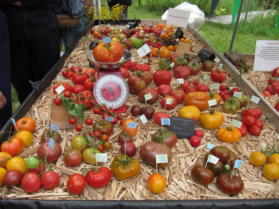 IMG_0898_Tomatenfestival_Eberswalde_Aug2023_.jpg