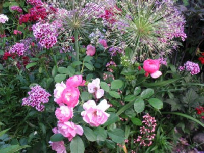 Unbekannte_Rose_mit_Allium_und_Bartnelken.JPG