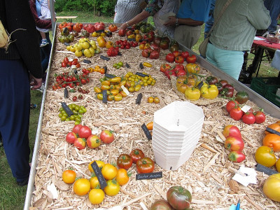 IMG_0897_Tomatenfestival_Eberswalde_Aug2023_.jpg