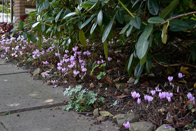 Cyclamen-Sep0423_010_00001.jpg