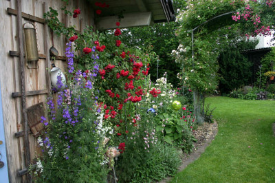Rose_Heinfels2008.jpg