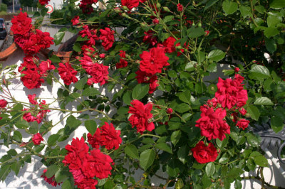 Rose_Heinfels1608a.jpg