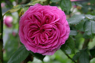 Rose_Mdme._Isaak_Pereire0508.jpg
