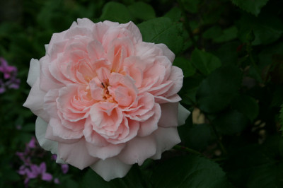 Rose_Kathryn_Morley0308.jpg