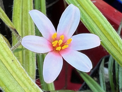 2023-09-04 Hypoxis Sandy.jpg