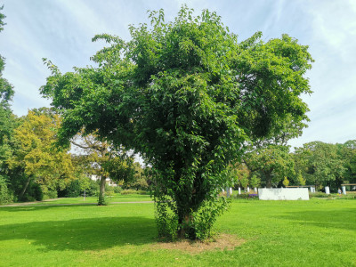 Ebertpark3.jpeg