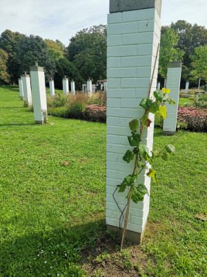 Ebertpark18.jpeg