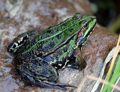 Teichfrosch im Sept.jpg
