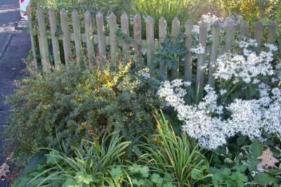 Berberis buxifolia nana.001.JPG
