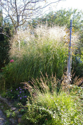 Miscanthus.001.jpg