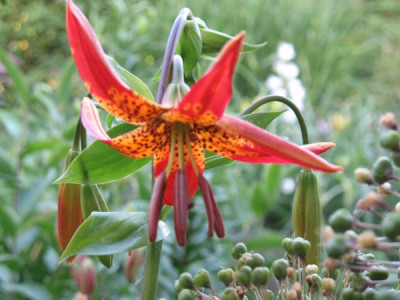 Lilium_pardalinum_2.JPG