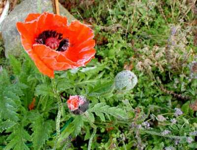 Frost-Mohn_WEB.jpg