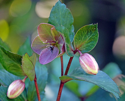 Helleborus ericsmithii.jpg