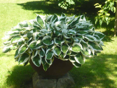 Hosta-Pflanzschale-.jpg
