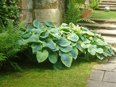 Hosta-am-Eingang.jpg
