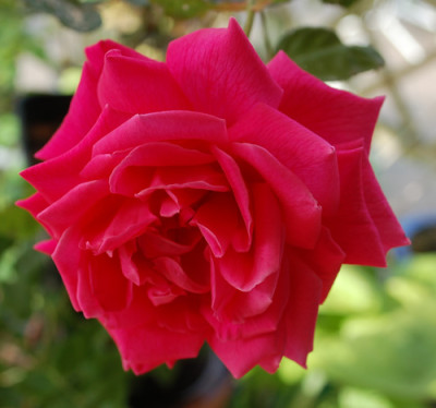 Cathrine_Kordes_0010__DSC_9100.jpg
