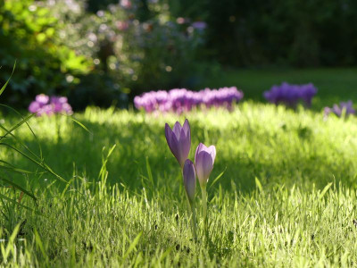 2023-09-06 Colchicum 1.jpg