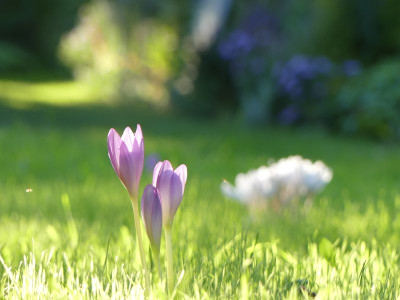 2023-09-06 Colchicum 4.jpg