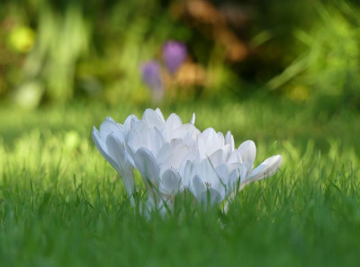 2023-09-06 Colchicum 6.jpg