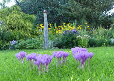2023-09-06 Colchicum 7.jpg
