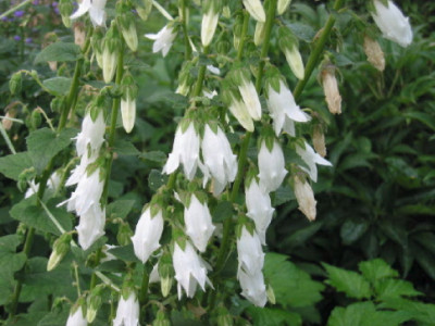 Campanula_weiss__Juni_08.jpg