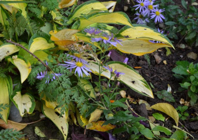 Aster_ageratoides-ElevenPurple.21-1.jpg