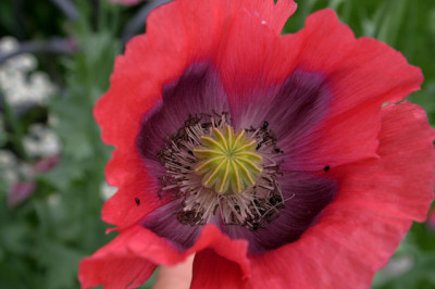 Mohn0208.jpg