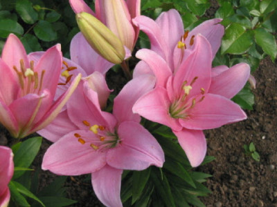 Lilien_neben_Sommerspiel___6_08.jpg