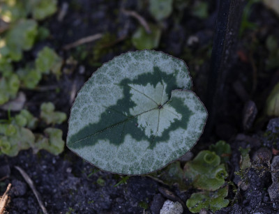 DSC_8019_DxO.jpg