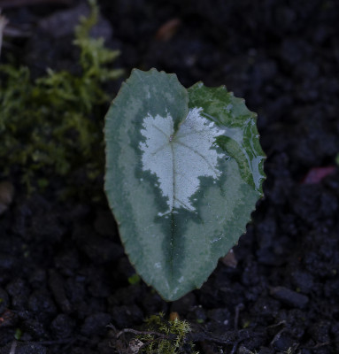DSC_8021_DxO.jpg