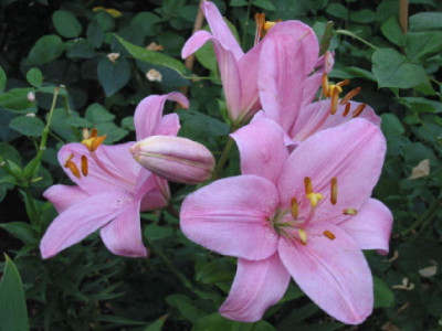 Asiatische_Lilie_Hybride__rosa_08_.jpg