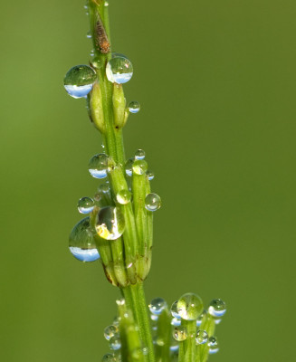 Wasserhalme80.jpg