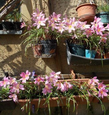 DSCN5375_Zephyranthes_minuta.jpg