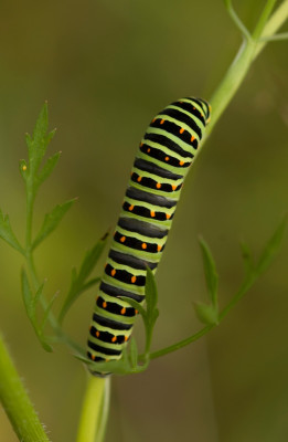 Schwalbenschwanzraupe80.jpg