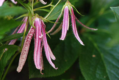 Pink-Octopus-Jun2408.jpg