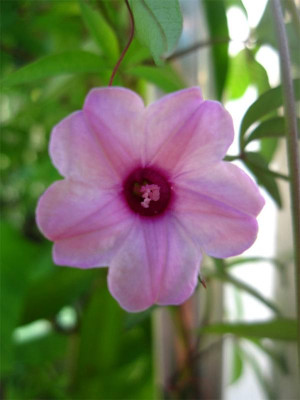 Ipomoea-tenuipes1.jpg