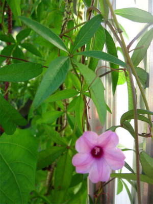 Ipomoea-tenuipes2.jpg